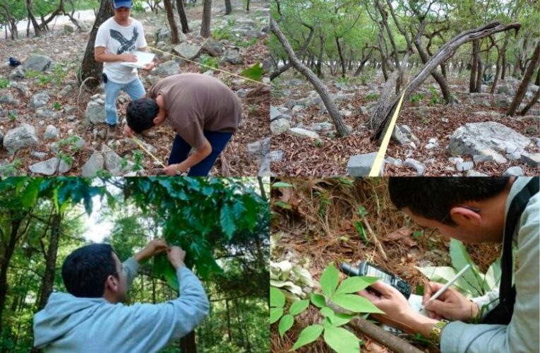 Busca la UAT conservar bosques de encino con tecnología geoespacial